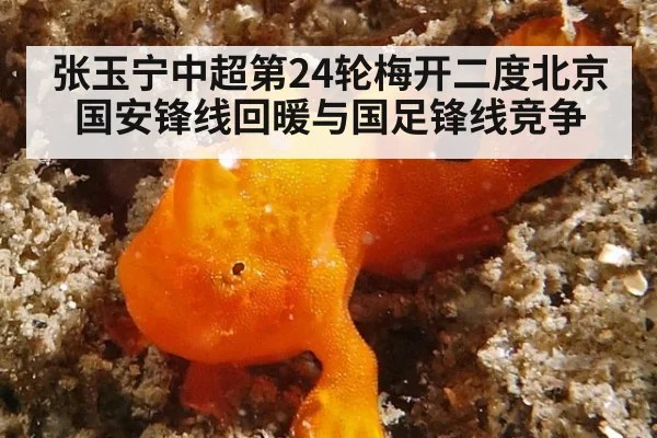 张玉宁中超第24轮梅开二度北京国安锋线回暖与国足锋线竞争